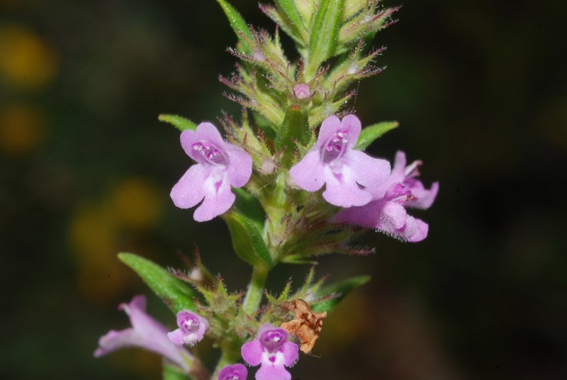 Micromeria graeca